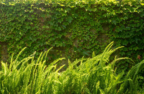 Pared de helechos y enredadera