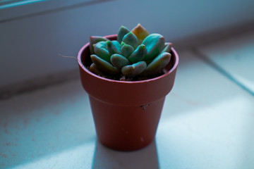 Mini Plant in a pot