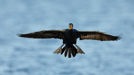 Double-crested Cormorant (Phalacrocorax auritus) preparing to land