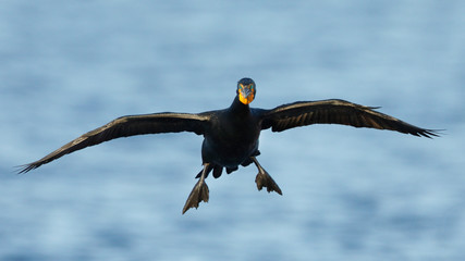 Double-crested Cormorant (Phalacrocorax auritus) preparing to land