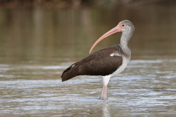 Juvenile White Ibis (Eudocimus albus) - Florida