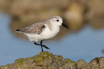 Sanderling (Calidris alba) in winter plumage