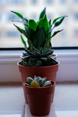 Mini Plant in a pot