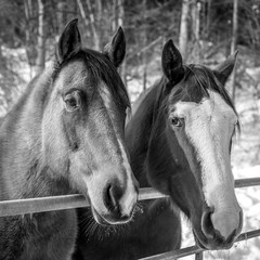 Portrait zweier Pferde - Aufnahme in schwarz-weiß
