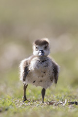 Egyptian geese (Alopochen aegyptiacus) ducklings