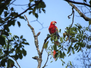 Ruinas de Copan, Honduras