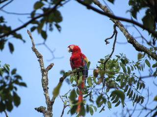Ruinas de Copan, Honduras