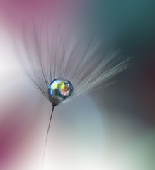 Beautiful Spring Nature Background,dandelion flower.Abstract Macro Photography.Artistic closeup concept.Web Banner for design and website.Amazing Colorful Wallpaper.Green Colors.Floral Art. © Juliana Nan
