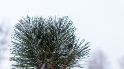 Fototapeta premium background. Christmas tree branches in the snow. new Year. Christmas. Santa