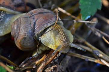 Gastropod. Common garden snail crawling on dry branches. Fauna of Ukraine. Shallow depth of field, closeup.