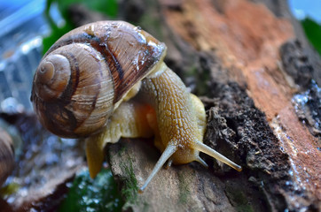 Gastropod. Common garden snail on the old dry bark. Fauna of Ukraine. Shallow depth of field, closeup.