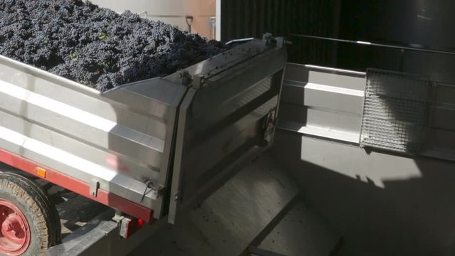 Winemaking. Truck dumping dark blue grapes to  crushed by industrial grape crusher machine in winery