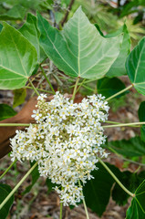 Blossoms of Candlenut Tree
