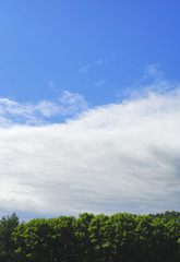 Fototapeta premium 木 空 雲 素材