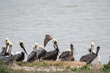 Brown pelican eating in Aransas National Widlife Refuge