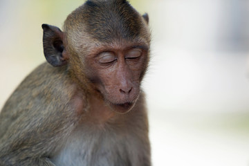 可愛いサル　