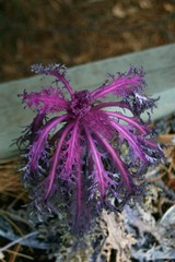 Purple leafy plant