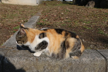 豊公園の野良猫