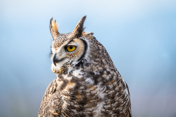 Great Horned Owl