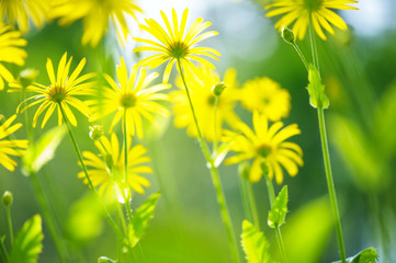 Leopard's Bane (Doronicum orientale) flowers. Selective focus and shallow depth of field.