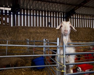 Goat staring at camera behind metal railing in a farm barn