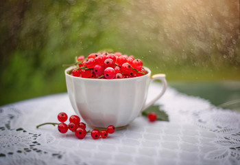 Red currant in summer garden