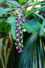 Exotic tree.  Ripe, lilac berries of American LACONOS, close up