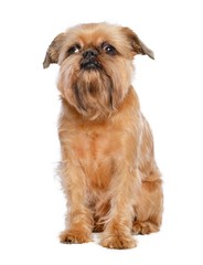 Belgian Griffon, Brussels Griffon dog on Isolated white Background in studio