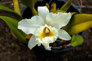 White Cattleya orchid Cattleya are orchid with white petals are layer yellow pollen the leaves are yellowish green In the garden.