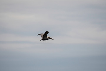 brown pelican flying in Aransas National Wildlife Refuge
