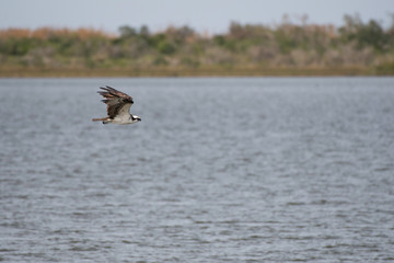 Osprey flying in Aransas National Wildlife Refuge