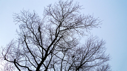 A spread of tangled leafless and bare branches from trees hibernating in winter set against the sky.