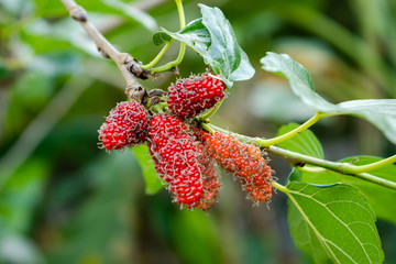 Morus alba known as mulberry is a fast-growing small to medium-sized mulberry tree which grows to 10–20 m tall.