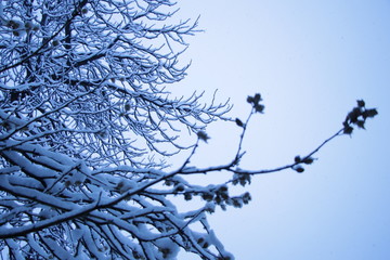 Snow branch