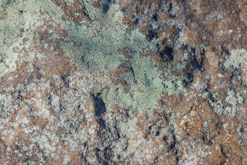 crustose lichen on stone