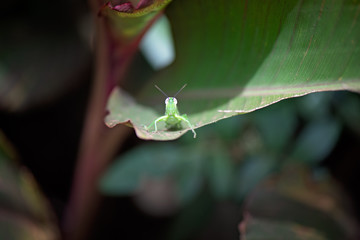 Green grasshopper on leaf, looking at camera, macro closeup