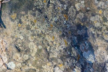 lichen on stone