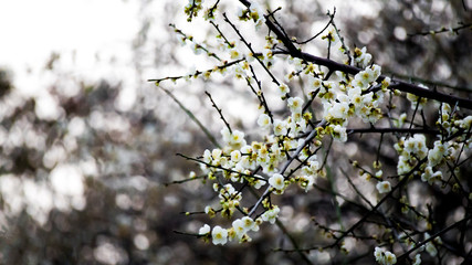 beautiful plum blossoms