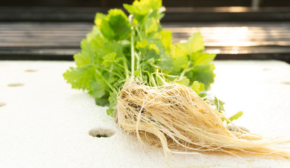 Fototapeta premium root white vegetable celery in greenhouse Hydroponics on white foam, Close up. .