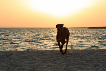 Cute happy running brown dog portrait. Red Sea shore. Sunny beach and sea with sunset golden light water landscape. Day rest at the beach, swimming and having fun, happiness and joy, enjoy life