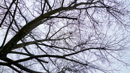 A spread of tangled leafless and bare branches from trees hibernating in winter set against the sky.