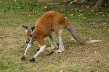 Naklejka na ściany i meble Red Kangaroo (Macropus rufus).
