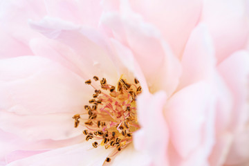 Fototapeta na wymiar close up pollen of pink rose flower soft focus.