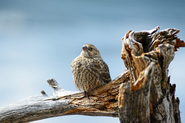 Close up of a little House Finch sitting on driftwood, waiting for food.