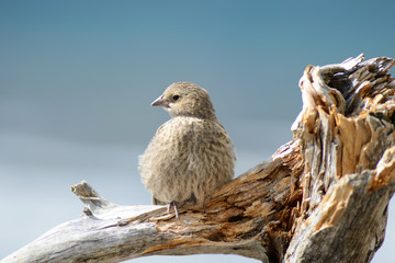 Close up of a little House Finch sitting on driftwood, waiting for food.