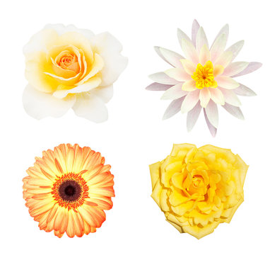 Yellow rose isolated on white background, soft focus and clipping path