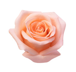 pink rose isolated on white background, soft focus and clipping path