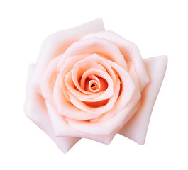 Pink rose isolated on white background, clipping path and - soft focus