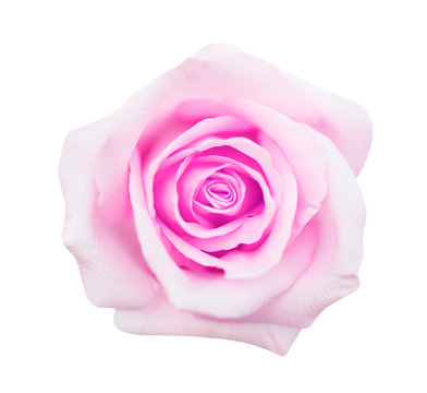 pink rose isolated on white background, soft focus and clipping path