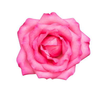 pink rose isolated on white background, soft focus and clipping path